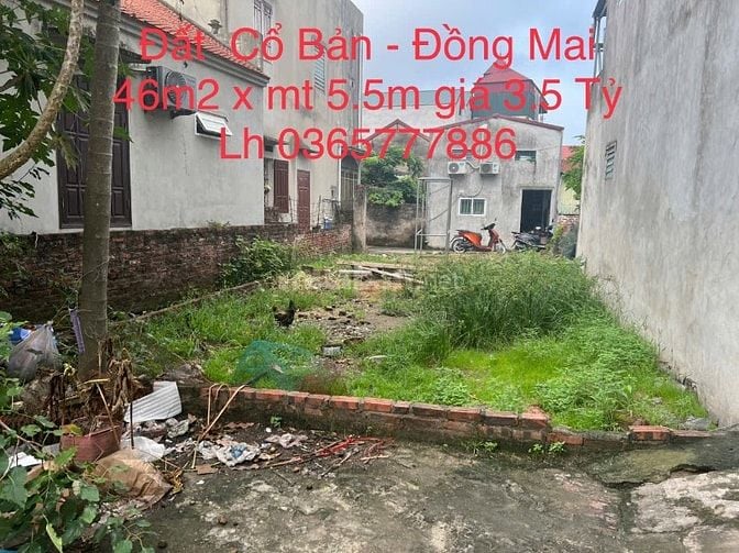 BÁN ĐẤT CỔ BẢN, TỔ 6 ĐỒNG MAI, 20M OTO, 46M2 x MT 5.5M, 3.5 TỶ