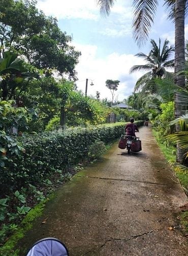 Bán nhà đất trồng cây lâu năm ( dừa ) thị trấn Châu Thành Bến Tre 