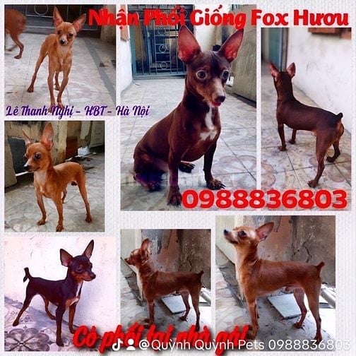 Nhận phối giống fox hươu thuần chủng. 0988836803