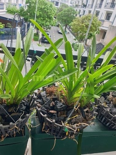 Bán Lan kiếm như hình giá 250K tại vườn nhà,