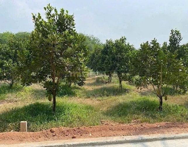 Cần bán gấp vườn mít 2300m2 ngang 60m đất Thành phố Hồ Chí Minh