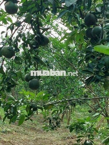 🌳 BÁN GẤP VƯỜN CAM SÀNH 18.468 CÔNG – VỊ TRÍ ĐẸP, GIÁ SIÊU HỜI 🌳