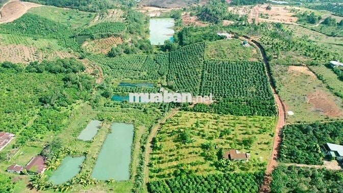 BÁN GẤP LÔ ĐẤT SÀO CÓ SẴN CAFE ĐANG THU HOẠCH