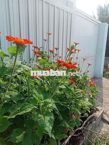 Bán nhà xã Quy Đức, Bình Chánh, Hồ Chí Minh