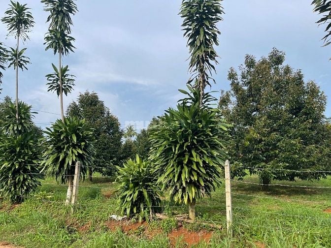 GẤP BÁN MẢNH VƯỜN HƠN 2000m2 GIÁ 450 TRIỆU