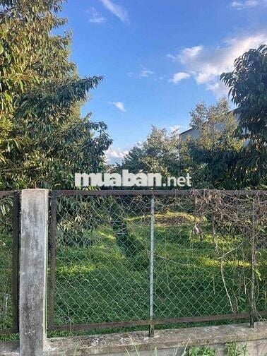 bán vườn sầu riêng và mít ruột đỏ