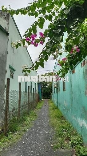 Bán 100 đất thổ cư, đường Đinh văn ước, xã hưng long tp hồ Chí Minh