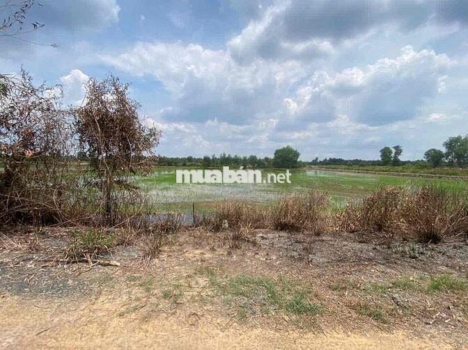 3500m2 đất vườn đường bờ kênh 12m,ấp 3 Bình Hoà Nam , SHR