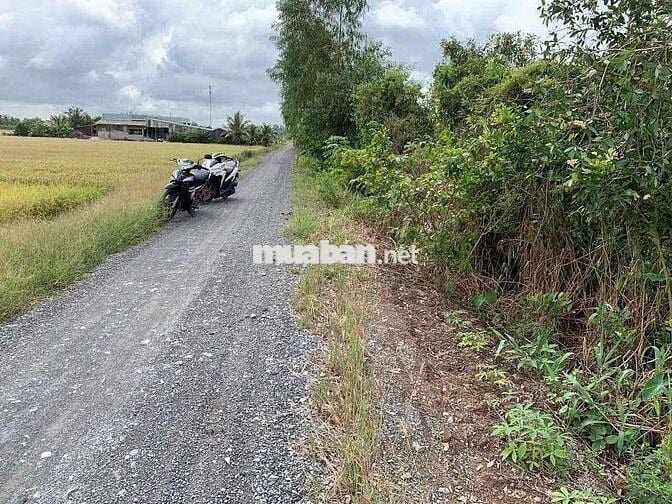đất mỹ thạnh , thủ thừa -long an , giá 450 triệu/1000mv , lên thổ 50m