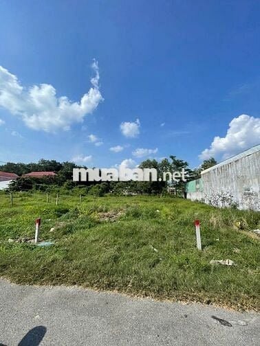 Đất MT nhựa 163m2 Nguyễn Kim Cương Tân Thạnh Đông bán nhanh giá tốt