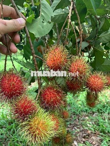 BÁN VƯỜN CÂY TIỀN TỶ – SÔNG XOÀI, TP PHÚ MỸ Bà Rịa Vũng Tàu  cũ