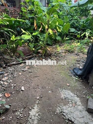 CHÍNH CHỦ BÁN CÂY MÍT SIÊU NGON – TẶNG KÈM LÔ ĐẤT 57M² TẠI THẠCH BÀN