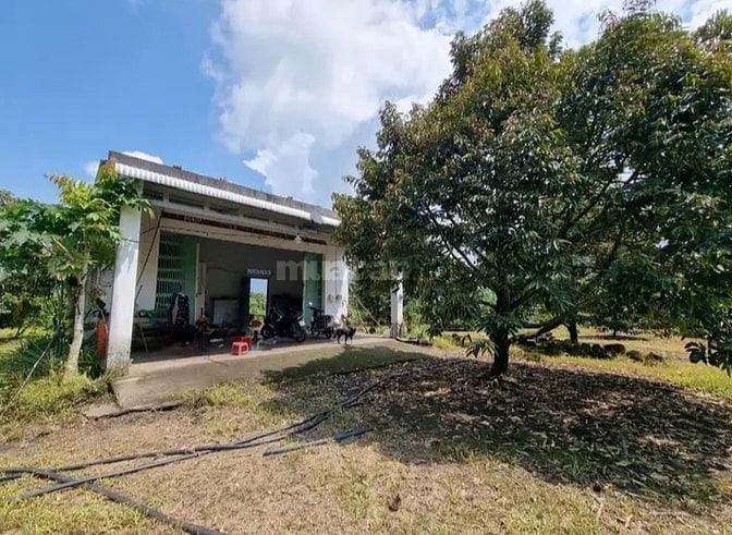 Bán lỗ nhà vườn 2541m đang trồng cây ăn trái,có sẵn nhà cấp 4