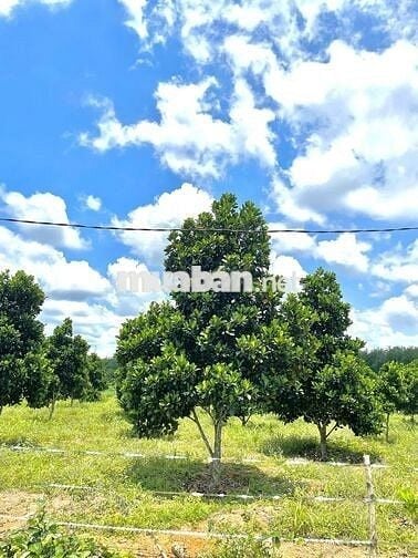 Bán lô đất vườn mít đang trái 1200m2 nở hậu