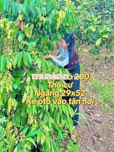 chính chủ đang nợ ngân hàng bán gấp mãnh vườn trả nợ
