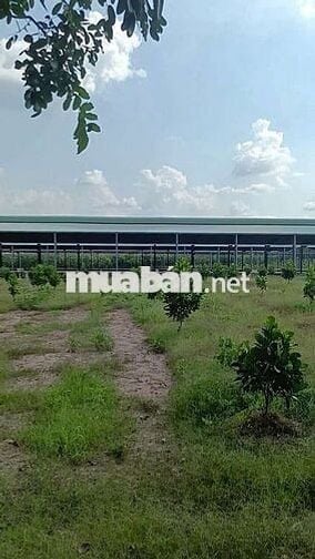 Bán gấp lô đất Phú Giáo,Bình Dương,DT,250m2,Thổ cư 100%,gần KCN
