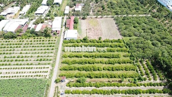 5X70 60TC NHỰA THÔNG KCN 999 TRIỆU