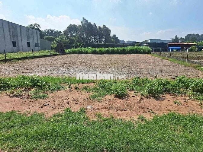 (33)🔥 BÁN GẤP LÔ ĐẤT ĐẸP – TÂN THÔNG HỘI, CỦ CHI – 6x26,05M FULL THỔ –