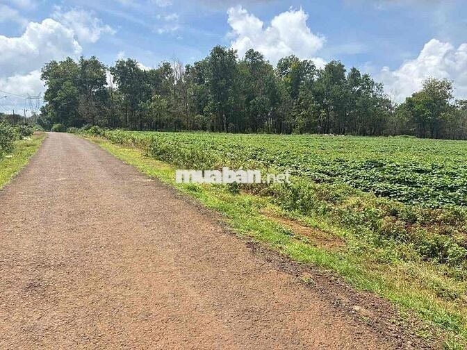 3000m2 Diên Phú phường Diên Hồng mới