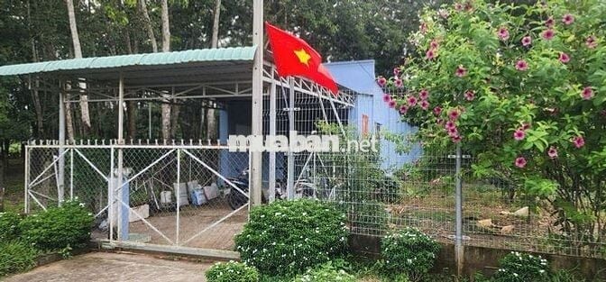 Cần bán gấp 1286.3m2 đất TC mặt tiền đường nhựa Lâm Thị Ngành