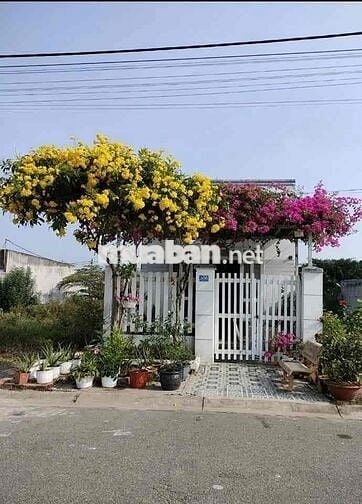 Tặng dàn hoa giấy. Bán nhà hóc môn 4x15 giá 310 triệu sổ hồng riêng.
