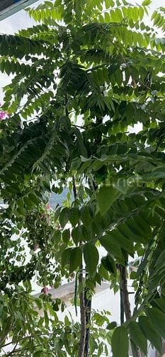 Bán cây chùm ruột giống tại Đà Nẵng