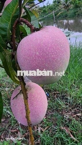 🌟🌟Cần bán vườn cây ăn trái An Điền.