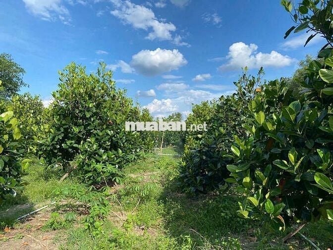 🌳 BÁN GẤP ĐẤT VƯỜN TRÁI CÂY – MẶT TIỀN ĐƯỜNG NHỰA CHỈ 250TR 🌳