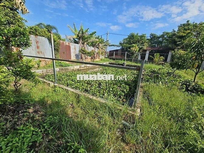 Đất sổ đỏ chính chủ 660m2 đường Kênh Cây Xanh, Bình Mỹ, H. Củ Chi