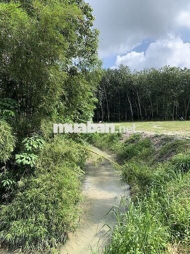 Đất sào hơn 2000m2 có sẵn nhà cấp 4 và view suối phía sau