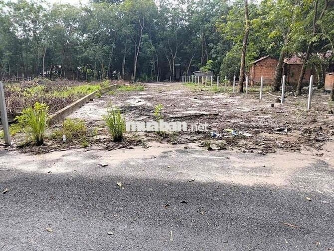 ĐẤT HOÀ LỢI BÊN CÁT CŨ 5x50 THỔ GƯ 100M CÓ HỖ TRỢ NGÂN HÀNG