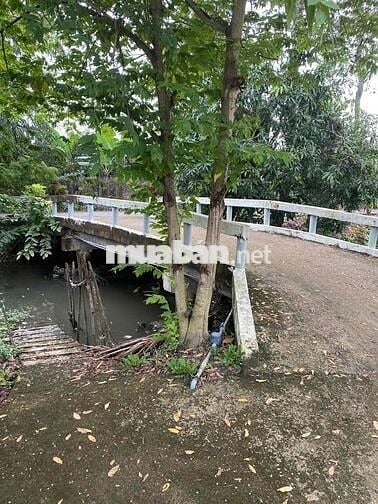 BÁN NHANH MẢNH VƯỜN XOÀI ĐANG CHO THUÊ