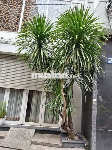 PHÒNG ĐẸP YÊN TĨNH CHO NỮ ĐỘC THÂN