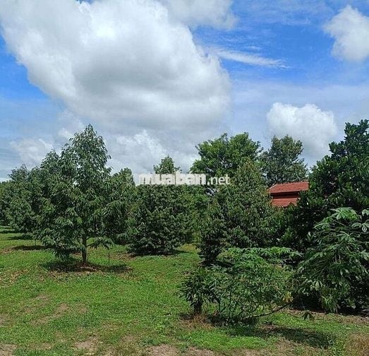 Bán lô đất ở Tphcm có sẵn vườn sầu riêng mặt tiền đường nhựa có thổ cư
