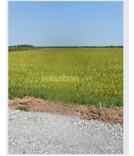 Cho thuê đất nông nghiệp 1ha tại Củ Chi