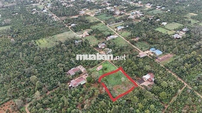 Đất diện tích lớn full thổ cư thích hợp làm nhà vườn