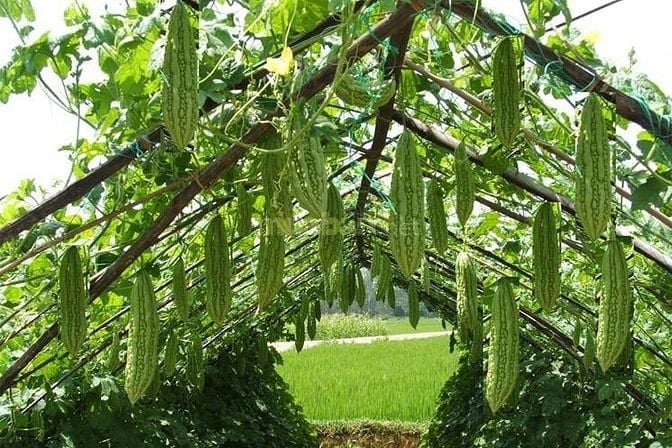 457m2 hẻm XH Lê Văn Lương xã Nhơn Đức 1,5 tỷ