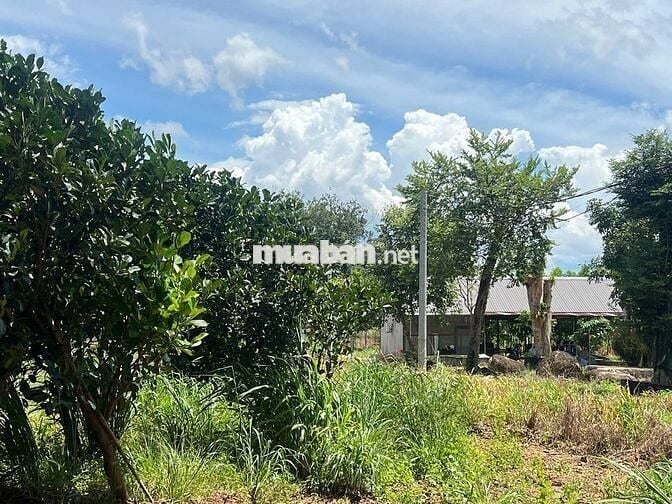 Đất Thổ Cư trồng cây trái sẵn 541m2_700 triệu - Ngay Uy Ban xã An Linh