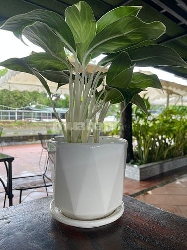 CẦN VÀI BẠN PHỤ BÁN HÀNG VỚI CHỊ 