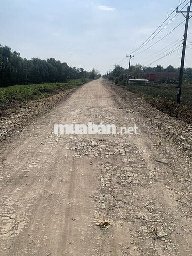 Bán gấp 1 mẫu đất thổ + vườn mặt tiền kênh Tràm Mù DH41 Tiền Giang