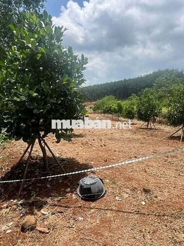 Cần bán gấp vườn mít 1000m2 giá 200tr