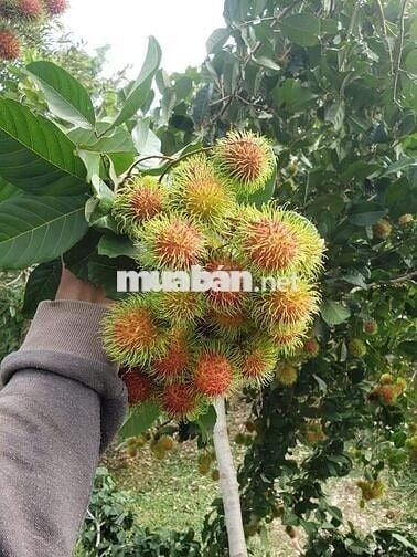 Bán Gấp Lô Đất Vườn Trái Cây Tại Quang Trung, Thống Nhất, Đồng Nai