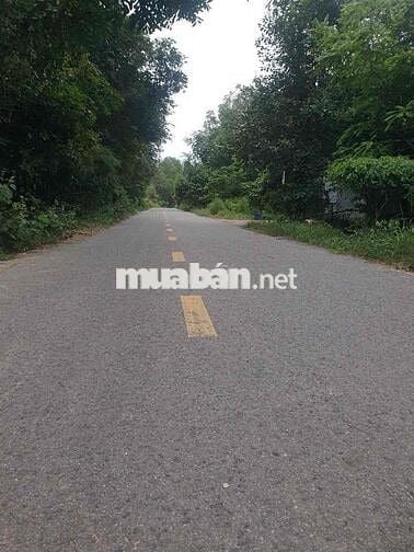 BÁN ĐẤT LAI HƯNG 85, GIÁ RẺ 15tỷ đường nhựa lớn