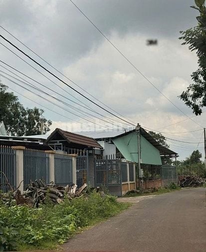 Vườn cây trái vuông vức đẹp oto vao tận nơi