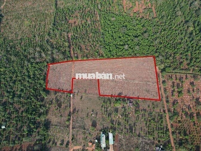 BÁN ĐẤT NÔNG NGHIỆP TẠI XÃ CƯ ÊBUR – TP. BUÔN MA THUỘT – ĐẮK LẮK