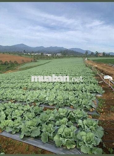 Bán đất nông nghiệp có suối tại Bảo Lâm 4 (B'la Cũ)