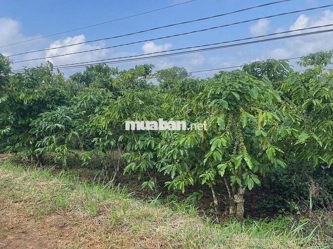 ĐẤT VƯỜN PHÁT MÃI NGÂN HÀNG THU HỒI NỢ