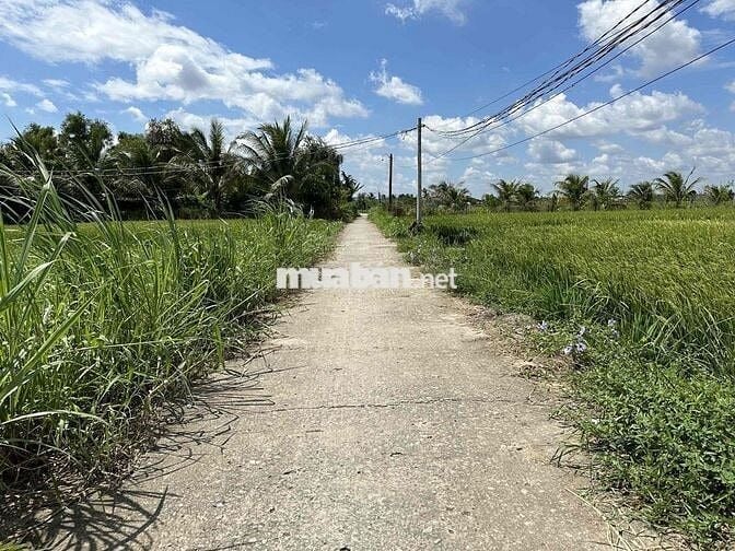 350 Triệu Đất thổ Cư 126m2 đối diện cụm KCN An Nhựt Tân