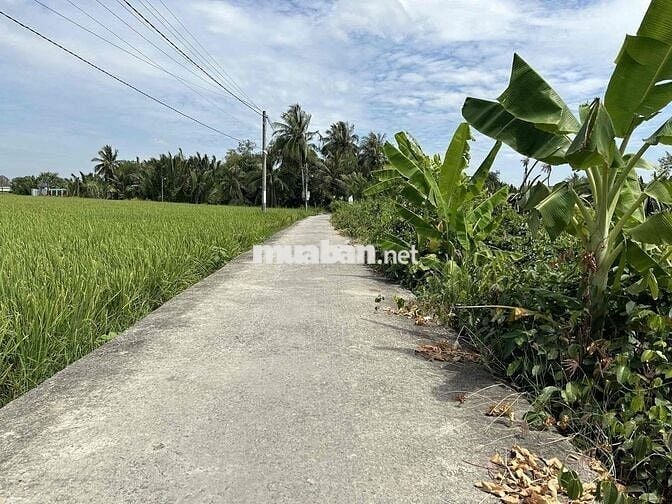 975m2 Full Thổ Giá 1.2 tỷ Sổ Hồng sẵn. đường Xe Hơi