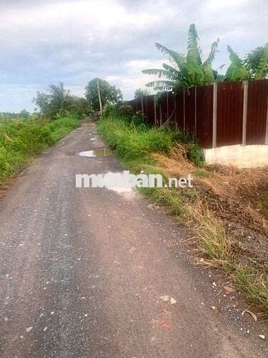🆘🆘 3000m2 ĐẤT LÚA 🌾 ĐƯỜNG KINH 8 XE HƠI TỚI ĐẤT GIÁ TỐTLÊ MINH XUÂN